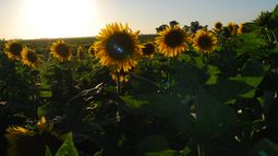 un nuevo amanecer para el girasol