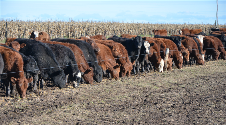 La empresa comenzó a reducir superficie de verdeos de invierno en secano y optó por planteos regados y fertilizados para aumentar productividad.