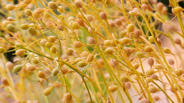 camelina: una experiencia en primera persona