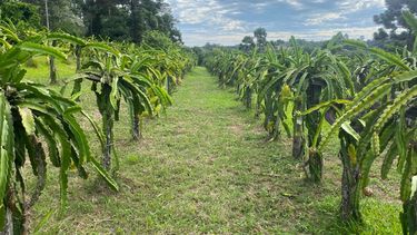 diversificar para crecer en misiones
