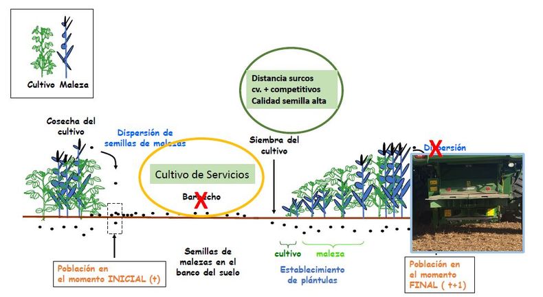 Representación de la dinámica de una maleza anual en el cultivo