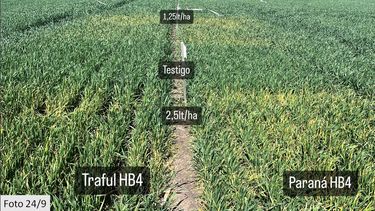 trigo 2025/26: recomendaciones de jorge gonzalez montaner