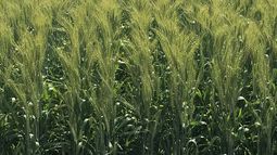 resultados de ensayos de cultivares de trigo en la region crea centro ¿que paso con la calidad?