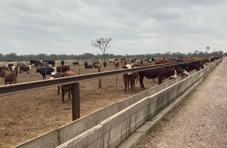 Corral de engorde