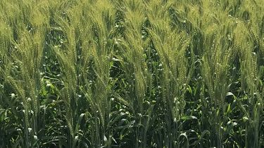 resultados de ensayos de cultivares de trigo en la region crea centro ¿que paso con la calidad?