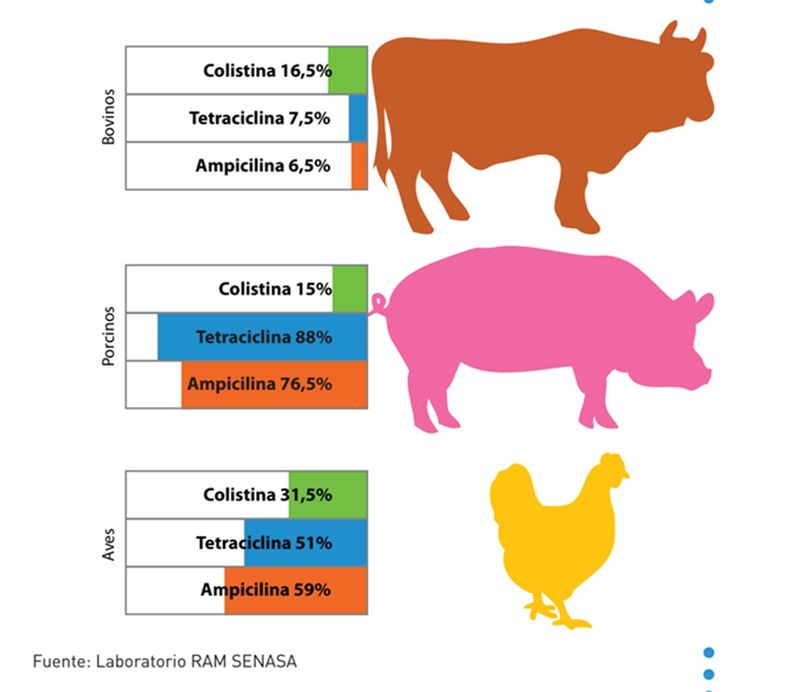 Los estudios empiezan a mostrar resistencia a antibióticos críticos tanto para animales como para personas. Entre ellos aparecen la colistina, la tetraciclina y la ampicilina, tres moléculas muy utilizadas en producción animal.