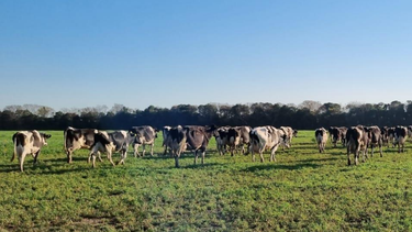 el bienestar animal en tambos es cosa seria