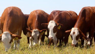 planificacion forrajera: criterios para una gestion eficiente del pasto