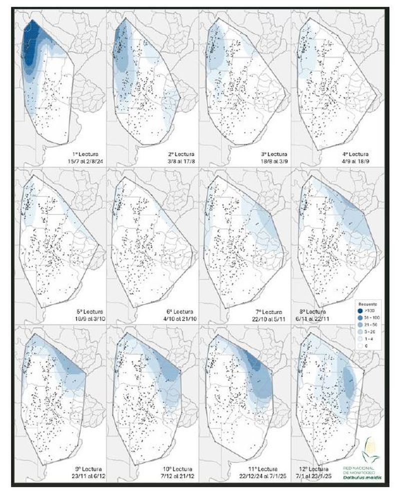 Mapa de calor establecido en función de la evolución de la cantidad de adultos de la chicharrita del maíz (Dalbulus maidis) capturados con trampas cromáticas adhesivas en las localidades relevadas desde julio de 2024 a enero de 2025 en los doce informes de la Red Nacional de Monitoreo de la chicharrita del Maíz.