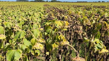 girasol: una visita de mar y sierras a los ensayos realizados en oeste arenoso
