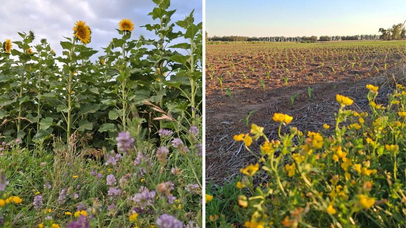 La agricultura regenerativa se apoya en rotaciones con cultivos servicio, corredores biológicos, parches de vegetación natural y otras prácticas orientadas a promover servicios ecosistémicos.
