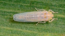 la chicharrita del maiz avanzo en casi todas las regiones y se torna crucial reforzar los monitoreos