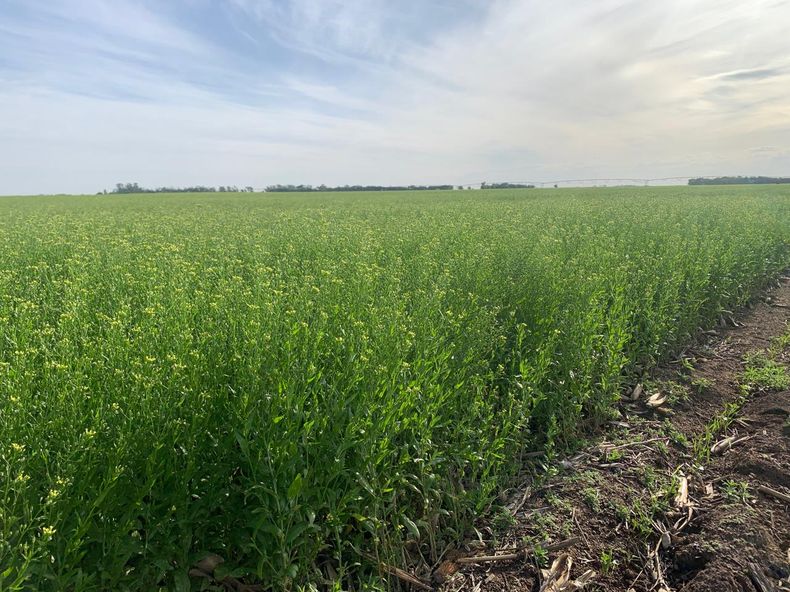 Cultivo de camelina