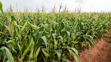 fertilizacion: la clave para achicar brechas de rendimiento
