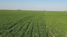 comercializacion agricola: coberturas flexibles en trigo ante un escenario incierto