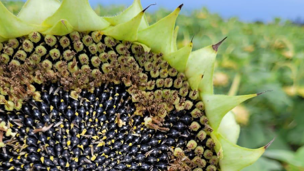girasol.PNG