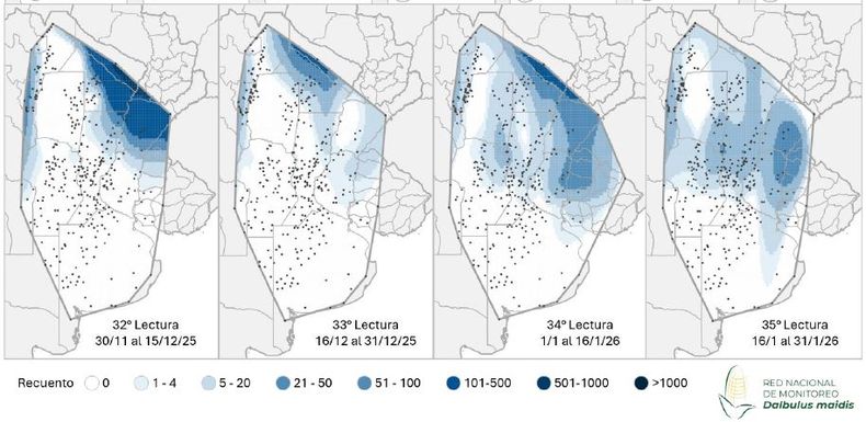 Mapa de calor establecido en función de la evolución de la cantidad de adultos de la chicharrita del maíz (Dalbulus maidis) capturados con trampas cromáticas adhesivas en las localidades relevadas en los últimos informes de la Red Nacional de Monitoreo de la chicharrita del maíz.