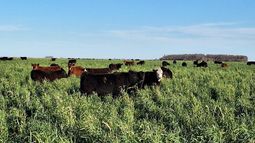 cultivos de servicio: un pilar de los sistemas regenerativos