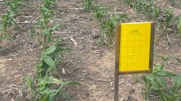 dalbulus maidis: noviembre llega con un escenario muy prometedor frente a la amenaza de la plaga