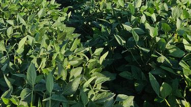 Cultivo de soja