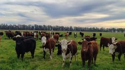ganaderia con buenos margenes en suelos agricolas