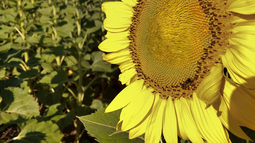 una visita a la cocina comercial del girasol en las empresas de la region oeste