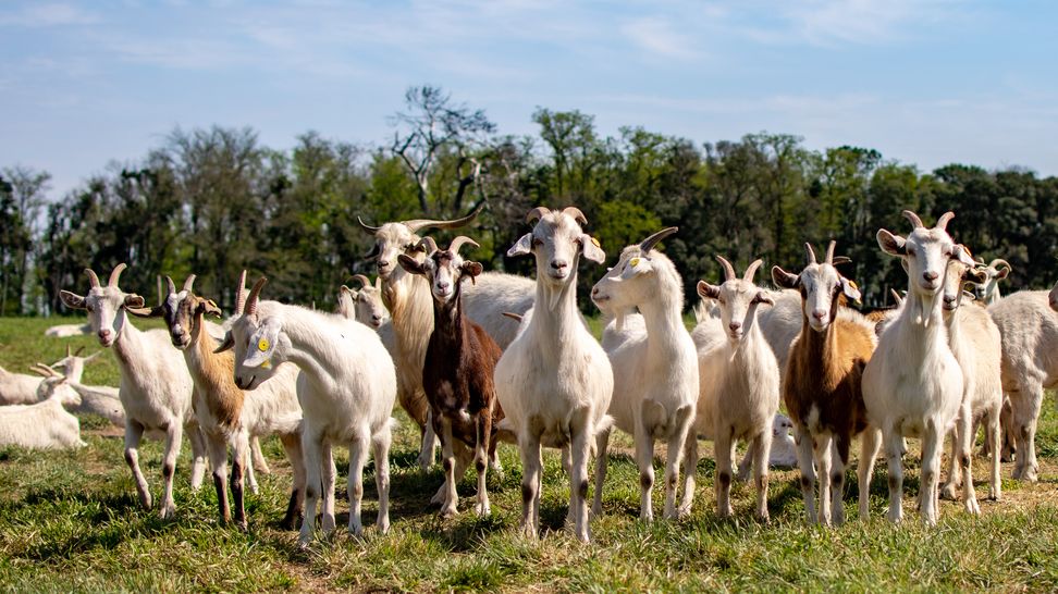 Cabras Octubre 21 b.jpg