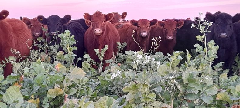 Ganadería regenerativa. La empresa integración cultivos de servicios y pastoreo controlado de los mismos, dentro del planteo agrícola.