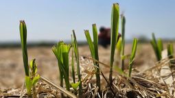 huella de carbono ¿cual fue el resultado de la primera medicion realizada en sistemas agricolas pampeanos?