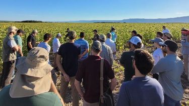 soja, girasol y maiz: resultados de ensayos 2024/25 en la region crea centro