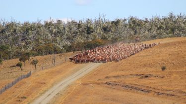 ganaderia en estancia viamonte: creatividad fueguina