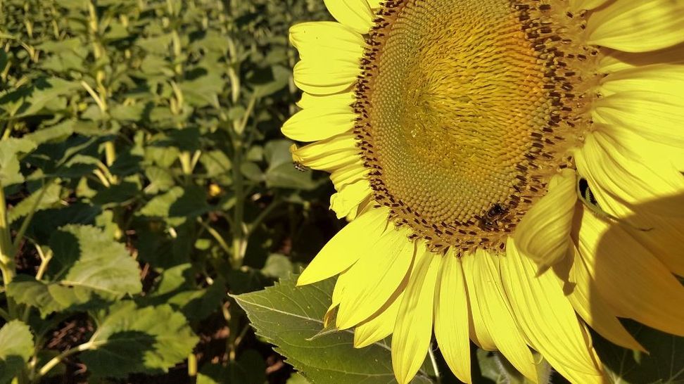 sunflower