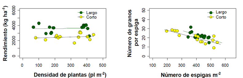 Evaluaci&oacute;n del impacto de la densidad en el rendimiento. Zavalla, Santa Fe (2025/26). Pariente y otros, 2025.