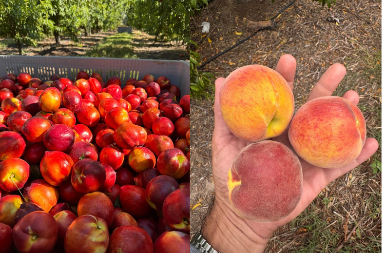 Frutas Escartín cuenta con 50 variedades en experimentacion para validar aspectos agronómicos de productividad y criterios de calidad organolépticos antes de instalarlas en la finca.