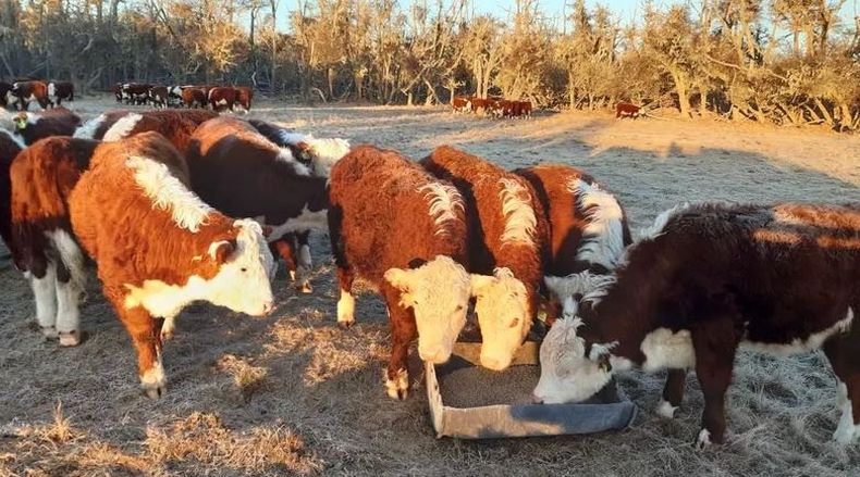 Hereford en Tierra del Fuego
