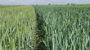 trigo, cebada y colza: calentando motores para una campana invernal 2026/27 desafiante