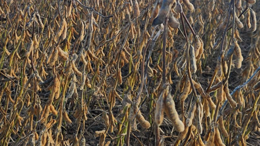mercados agricolas: hay razones para ser optimistas con los precios de los granos