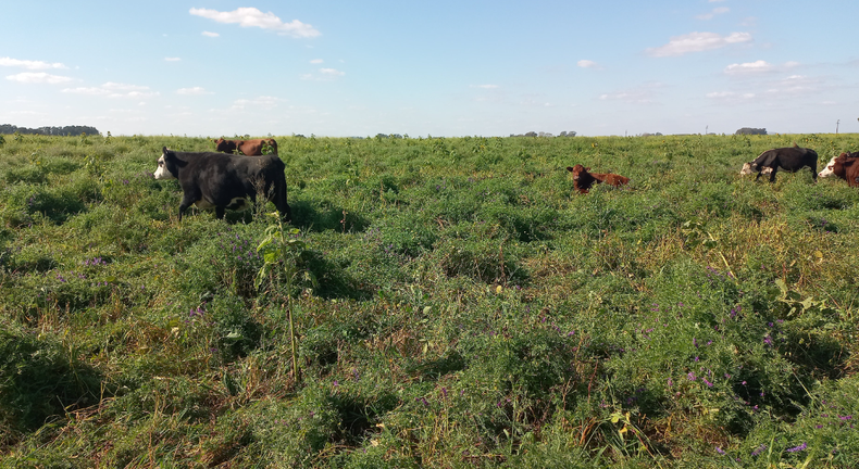 Pastoreo de cultivo de servicio de vicia, soja, sarraceno, cebada y nabo forrajero sembrado a fines de enero.