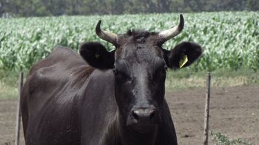 wagyu argentino: de tandil a las mesas de madrid