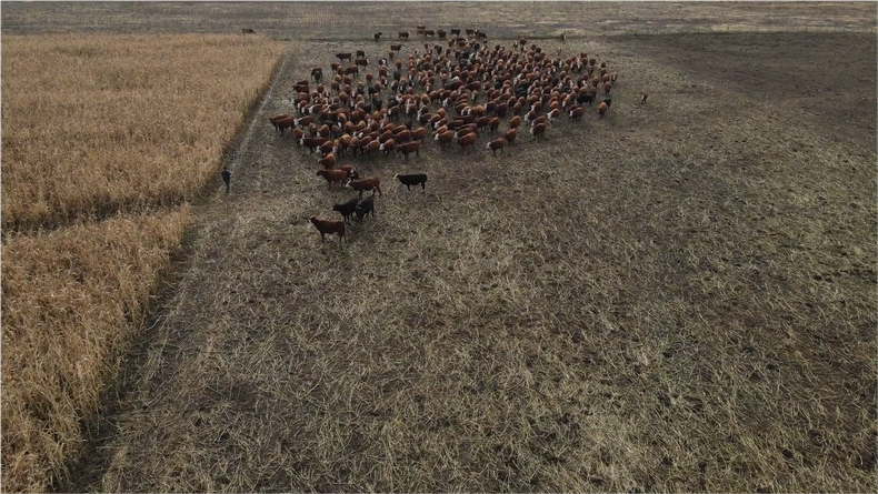 La terminación de los animales apunta a 420 kilos,