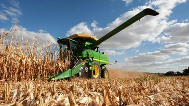 maiz: brechas geneticas de 24% segun el hibrido