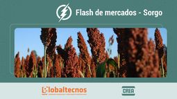 flash de mercados: informe de granos al 4/12/25 - sorgo