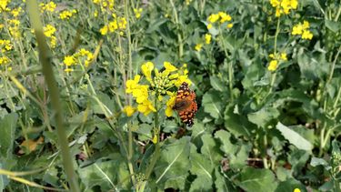 biodiversidad: ¿cual es su aporte a los sistemas productivos agricolas?
