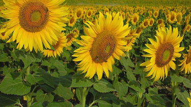 girasol: una campana desdibujada por factores climaticos y comerciales