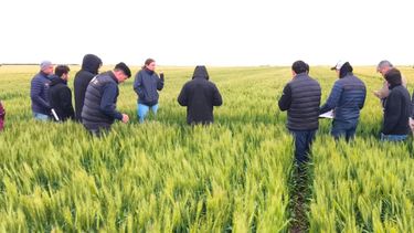 falta poco: gira agronomica de trigo en la region crea sur de santa fe