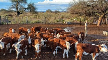 del monte patagonico al caldenal pampeano: ganaderia a ambas orillas del rio colorado