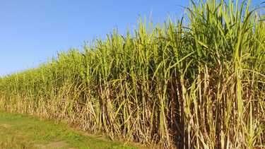 medicion de la huella de carbono en cana de azucar: la fertilizacion eficiente como factor clave