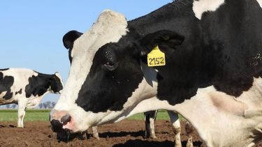 calidad de leche ¿que nos dicen las gestiones lecheras crea?