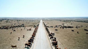ser beef: la transformacion del negocio ganadero a partir de la demanda exportadora