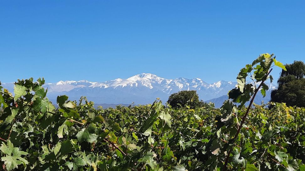 CREA Vignerons.